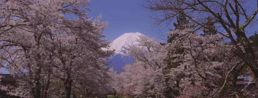 迟子建散文经典语句,迟子建散文人生感悟语句