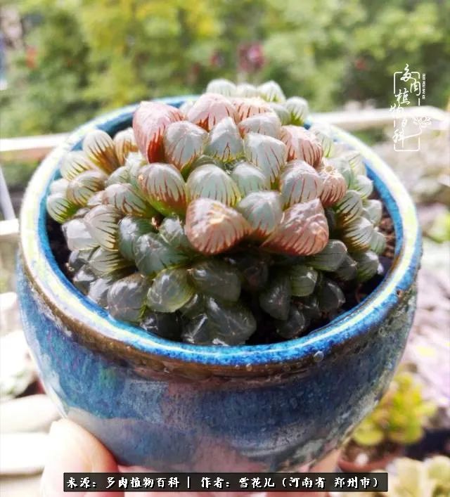 我的多肉乐园,多肉三寸阳台效果图