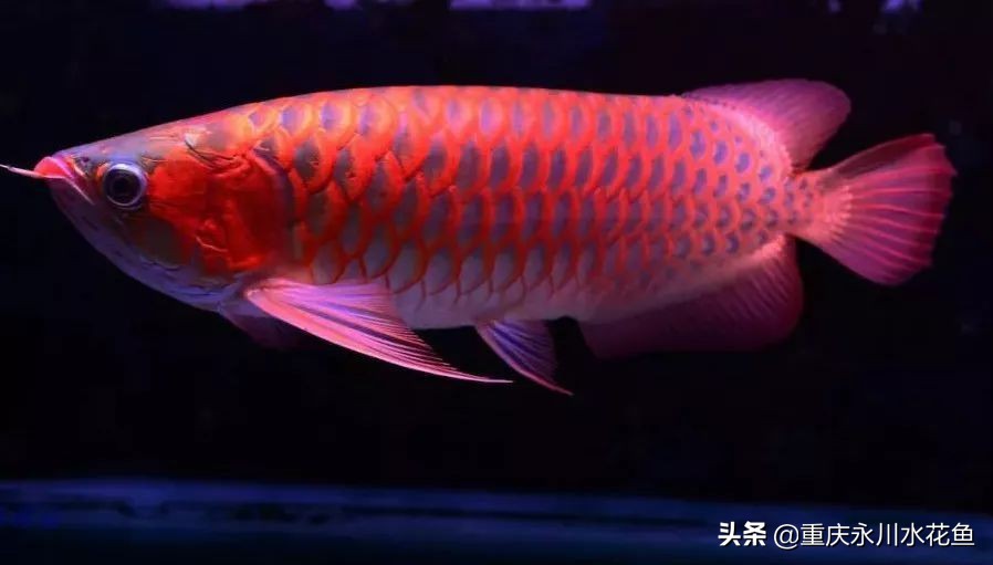 十大最好看的观赏鱼,观赏鱼100种形态
