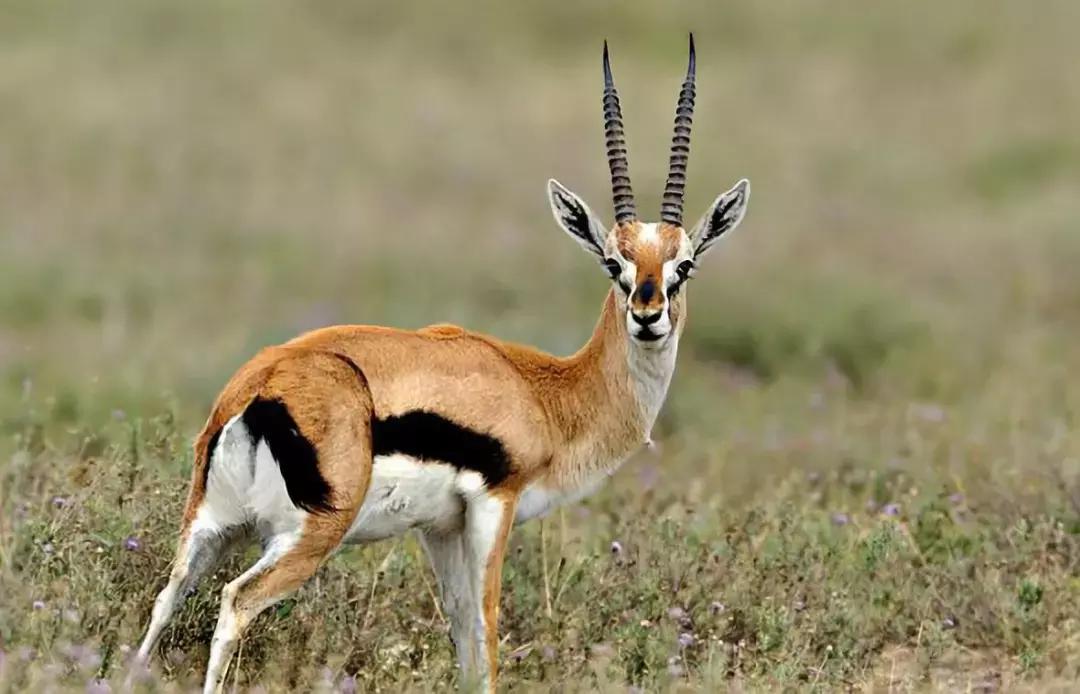 角马和斑马大迁徙,动物世界东非角马大迁徙完整视频