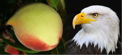 长鹰嘴的怪桃子,桃中贵族,一年只卖20天,想吃还得拼手速