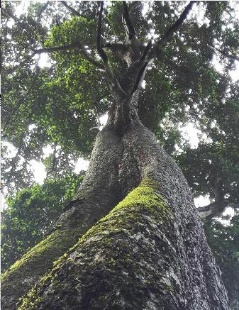龙州砧板老字号,龙州县砧板