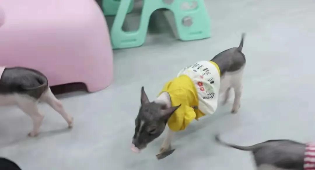 宠物生活馆盘点,北京人气宠物乐园推荐