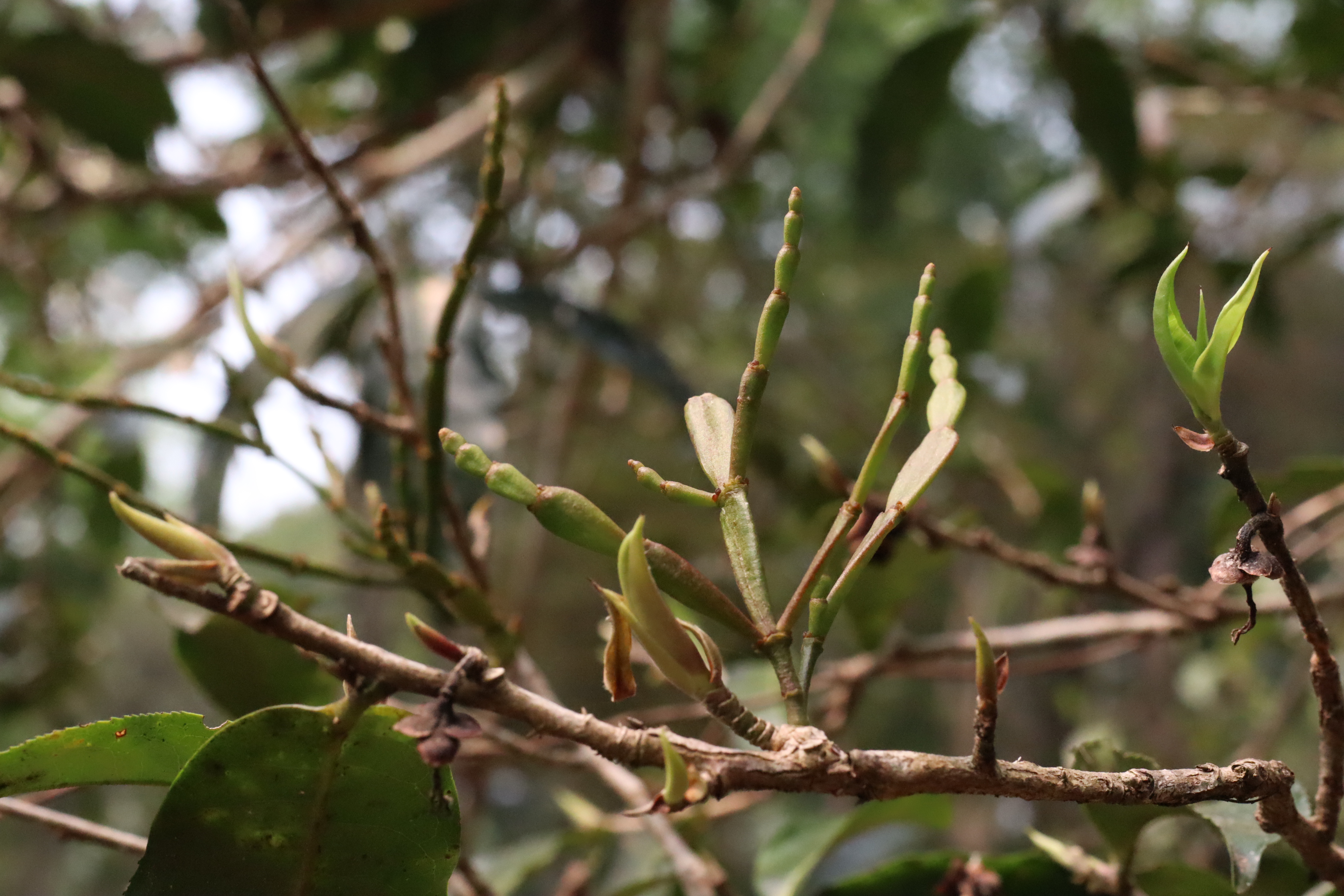 新六大茶山指哪六座山,新六大茶山是哪些