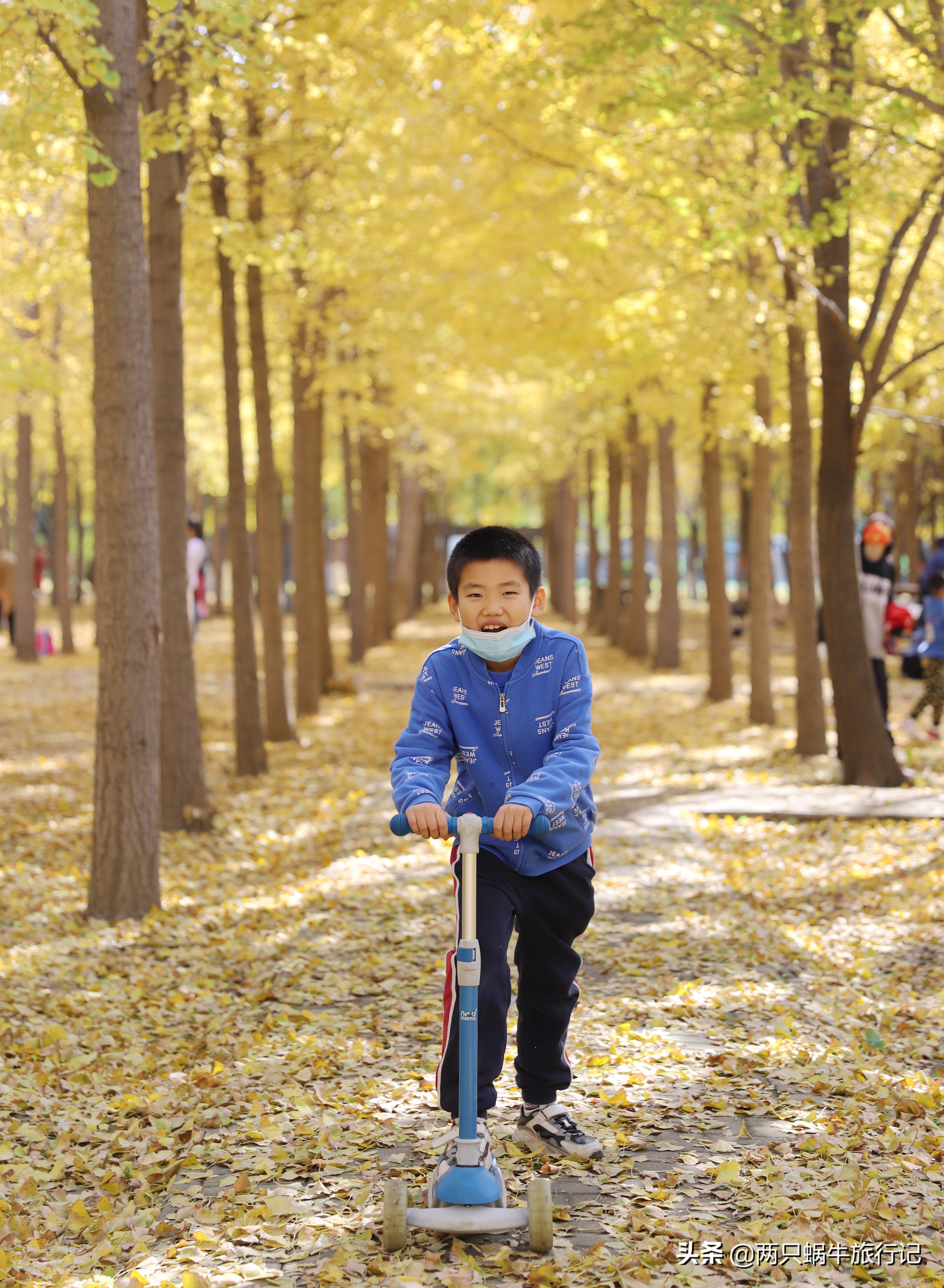 秋天落叶自然的调色盘,调色盘秋天