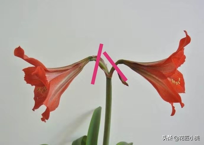 朱顶红花种球的种植方法,朱顶红花谢后种球怎么处理