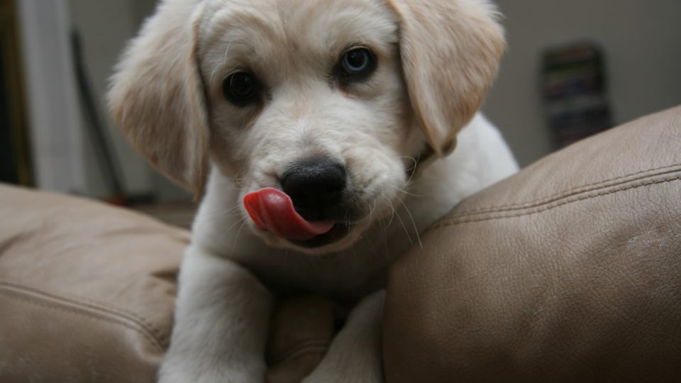 狗狗呕吐怎么办教你看呕吐物判断,狗狗呕吐是什么原因怎么治疗