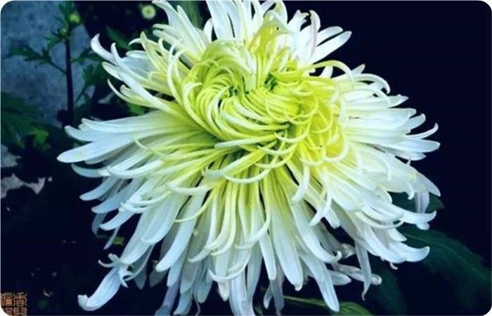 菊花100幅欣赏,菊花的十大绝美诗句