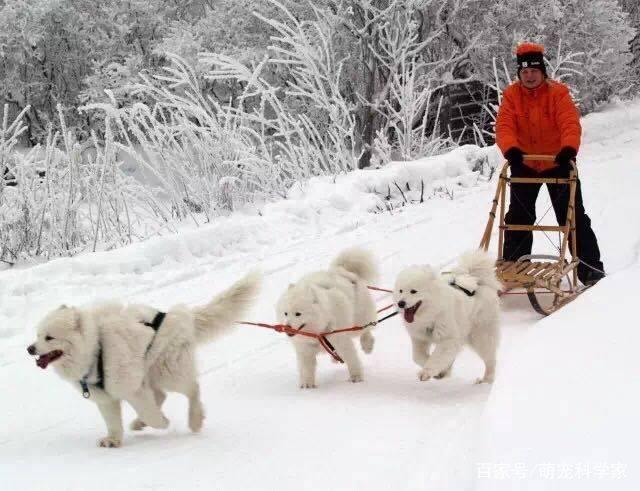 养萨摩耶需要注意些什么吗,养萨摩耶一个月需要花费多少钱