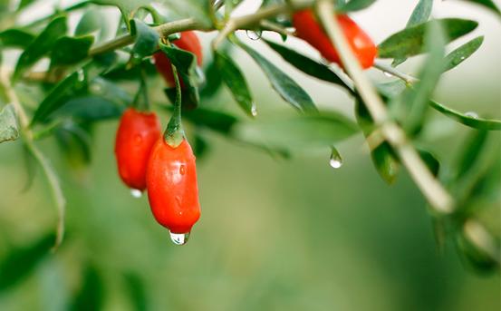宁夏头茬红枸杞,宁夏头茬枸杞原浆官方旗舰店