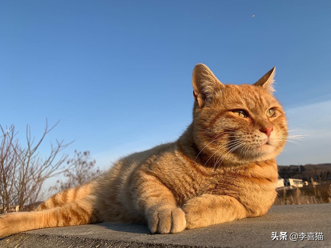 辟谣猫咪谣言,辟谣猫咪并非黑夜都能看得清