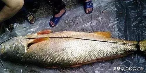 花胶最佳配方和价格,花胶应该怎样挑选