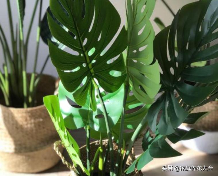 龟背竹小根系发黑腐烂怎么处理,龟背竹叶子尖发黑干枯需要剪掉吗