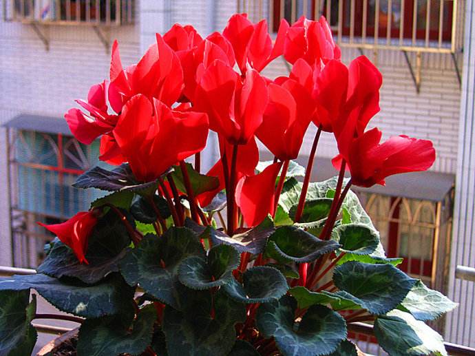 新买的仙客来黄叶,刚买的仙客来花都蔫了怎么办