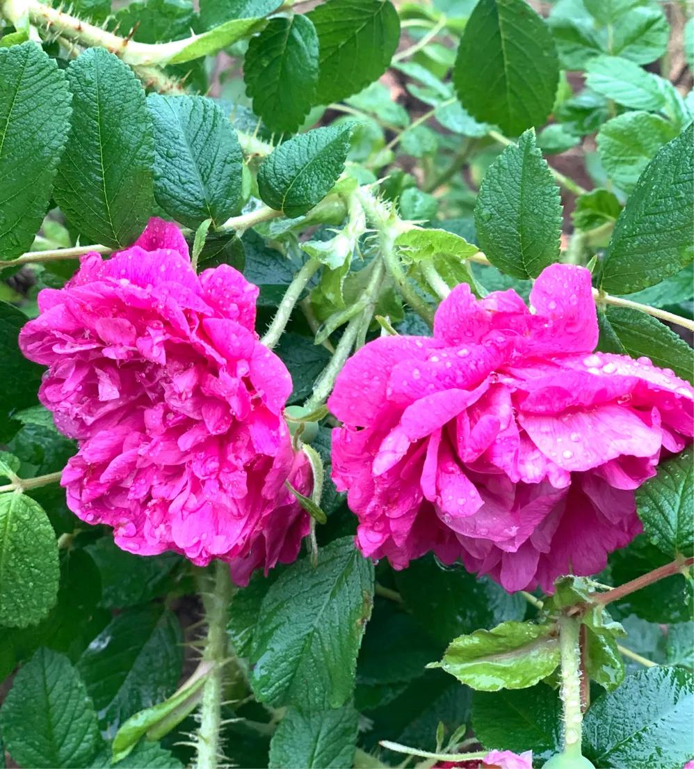 七律谷雨时节,七律谷雨时节平水韵