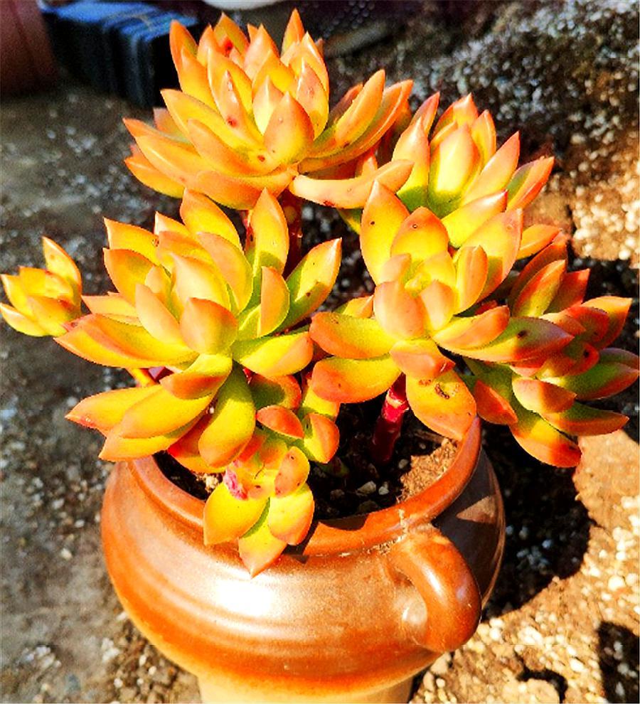 多肉黄丽的养殖方法和技巧视频,多肉黄丽的养殖方法和技巧