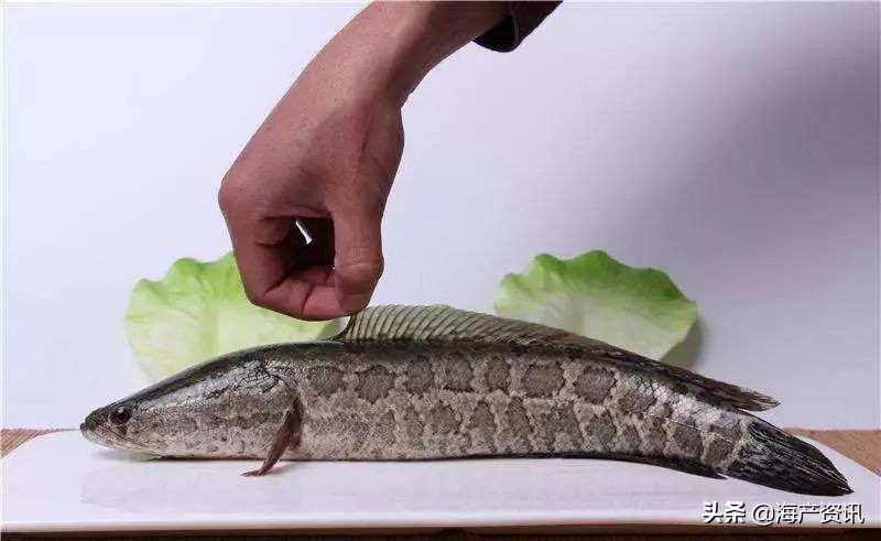 观察：场景百搭的黑鱼片能否成为食材黑马？还有哪些问题待解决？