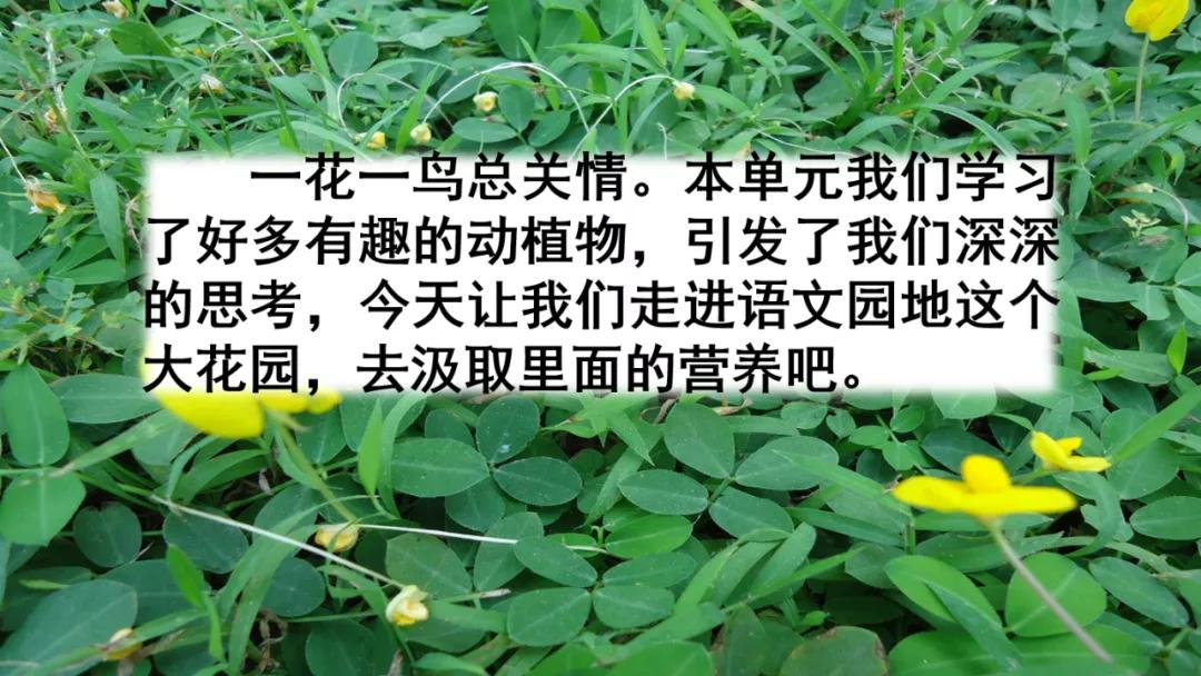 五年级上册语文园地八讲解课件ppt,部编五年级语文上册必考知识点