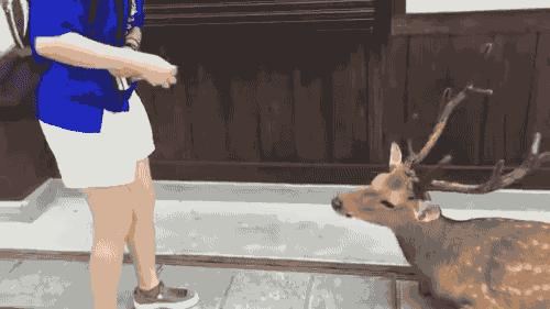 日本乌鸦会扭水龙头、小鹿会鞠躬、猴子会泡温泉，文明还是成精？