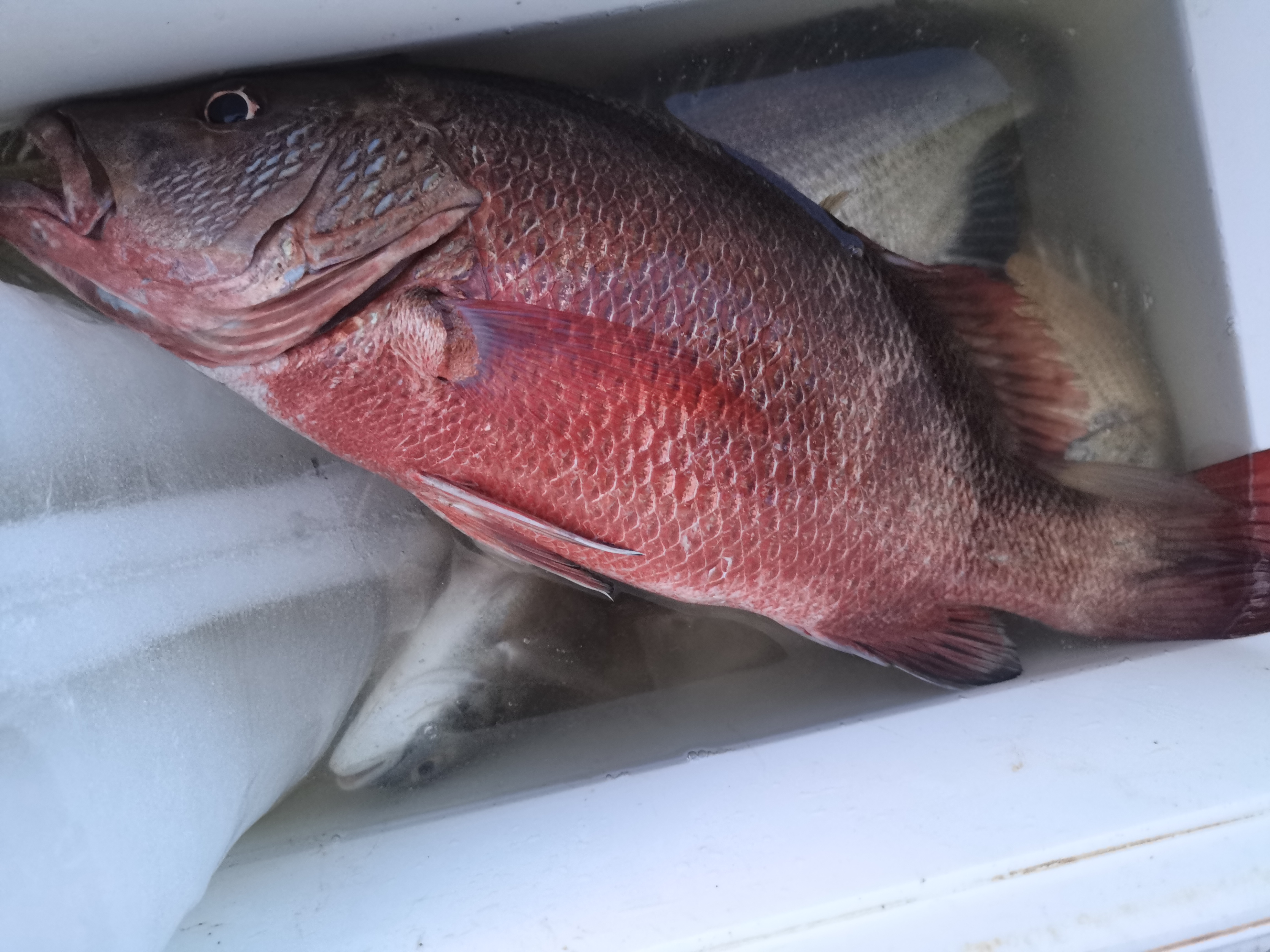 一天钓鱼最多能赚多少钱,一天能赚600-800块钱的工作