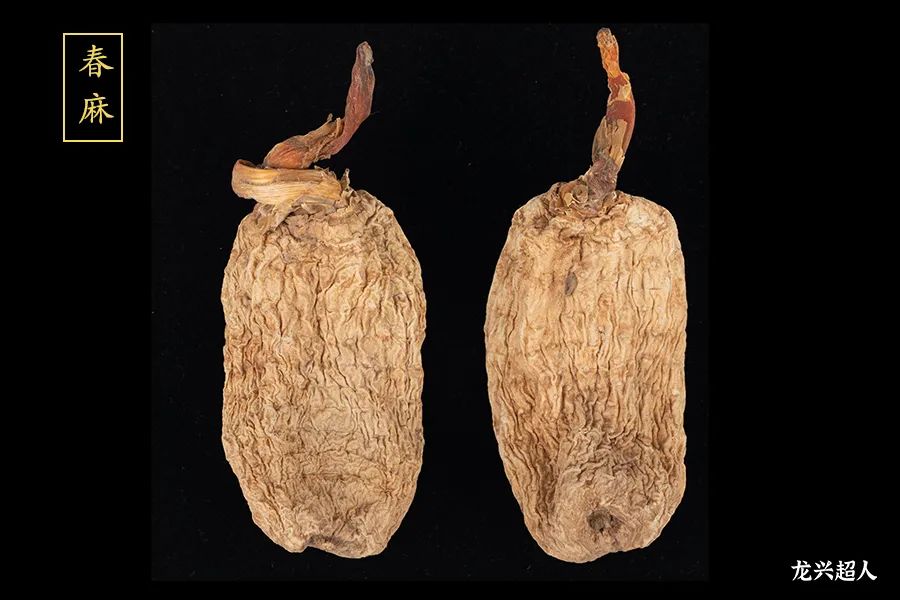 达州道地药材天麻,正宗中药材天麻