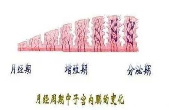 子宫的故事绘本,子宫的工作原理动画片