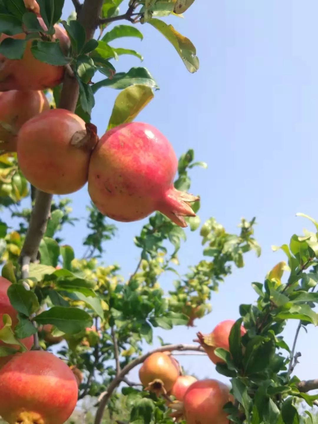 快来摘“喝”矿泉水长大的橘子石榴啦