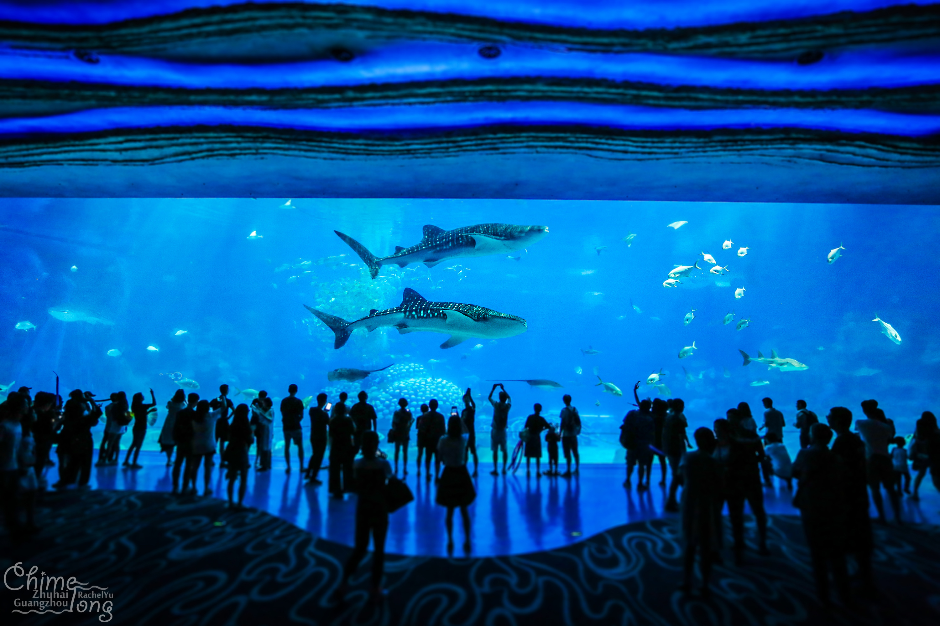 全球最大的海洋主题乐园之一,世界最高的海洋乐园