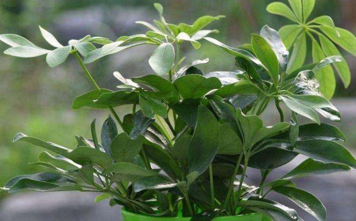 鹅掌木招财树,鹅掌木好养吗