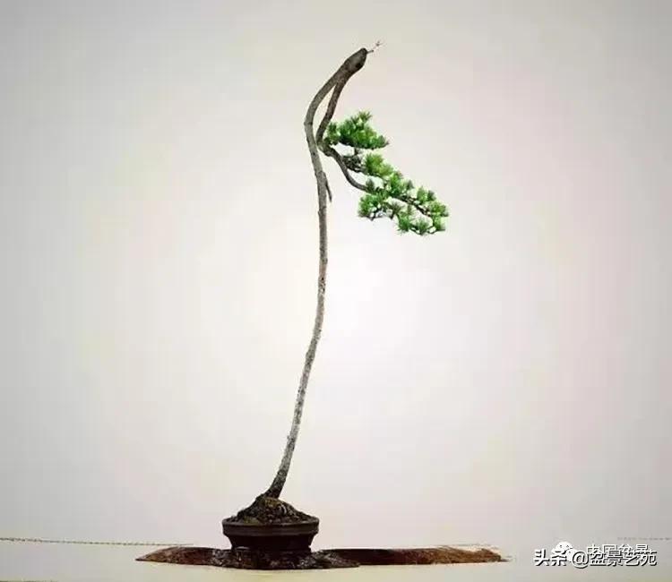 寒松纵老风骨在——赏松杂谈