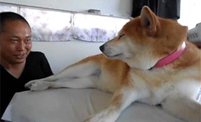 打狗真的能教育狗吗,打狗头对狗伤害大不大