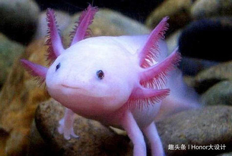 世界上最胖的六角恐龙,最罕见的蓝色六角恐龙