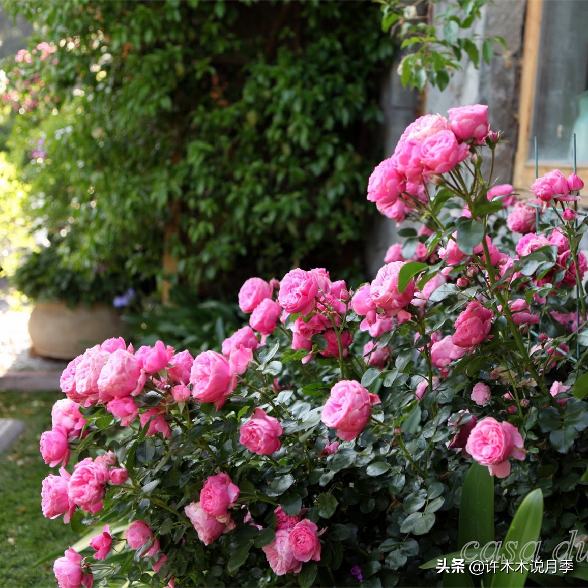 前一段时间买的月季不开花怎么办,月季不开花怎么区分开花颜色