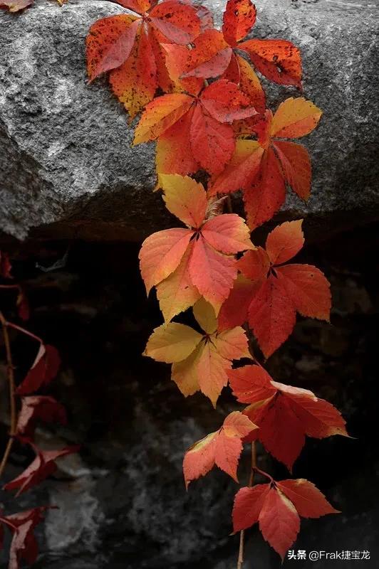 纯情的红叶……爬山虎