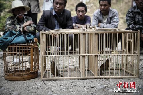 画眉鹩哥点颏都提成保护动物了,鹦鹉还能养吗?