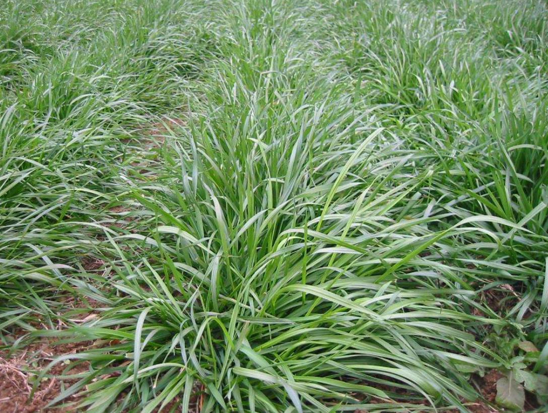 秋季种植牧草黑麦草,黑麦草种植效益