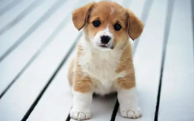 养狗需要学什么知识,养狗新手入门必知博美狗粮