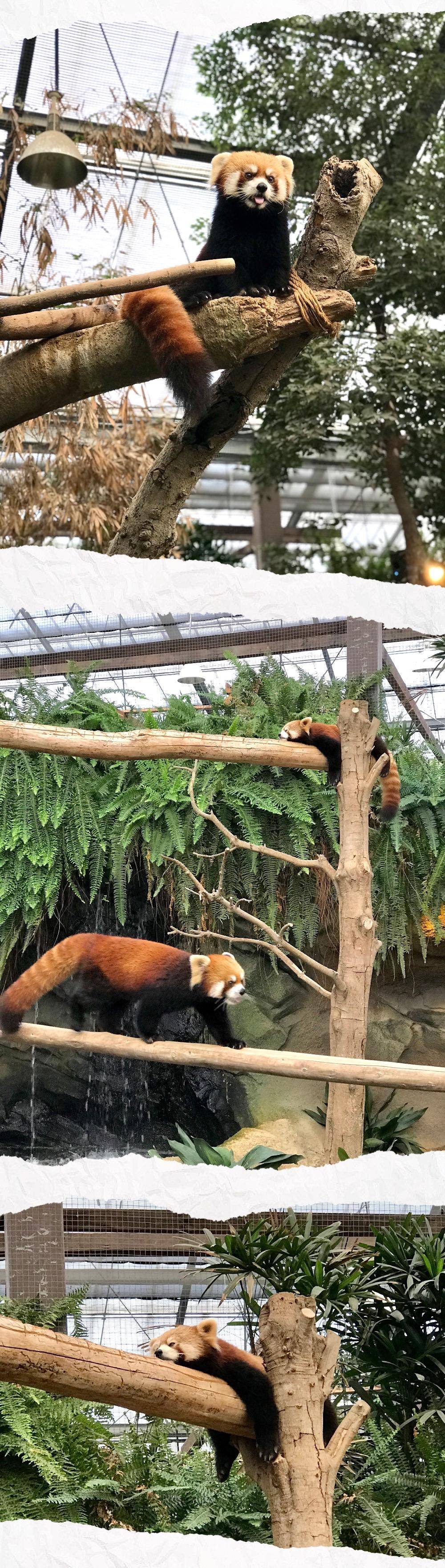 日本关东线8日游攻略,日本关东7天自由行攻略