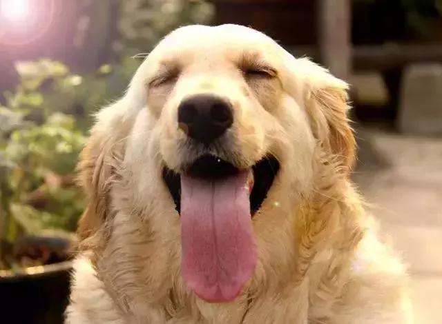 怎样才能解决金毛的体臭,金毛身上很臭怎么去除