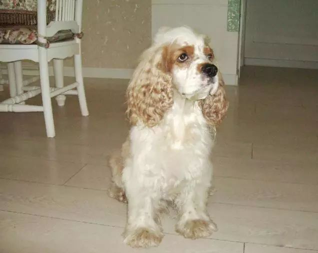 45只名犬排行,45种名犬您都认识吗