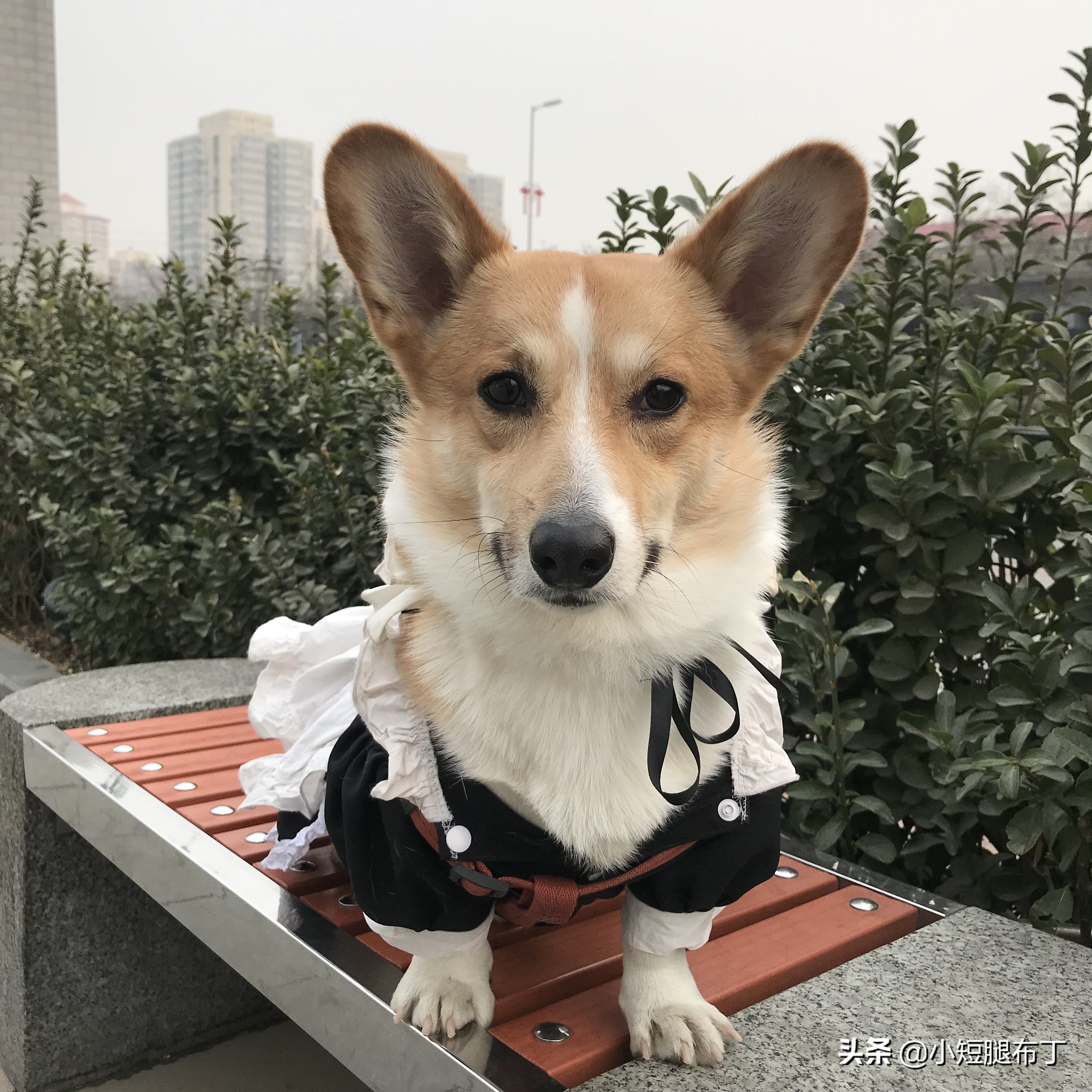 狗狗在家经常乱尿尿怎么办？进来5步教你完爆捣蛋鬼！够硬核！