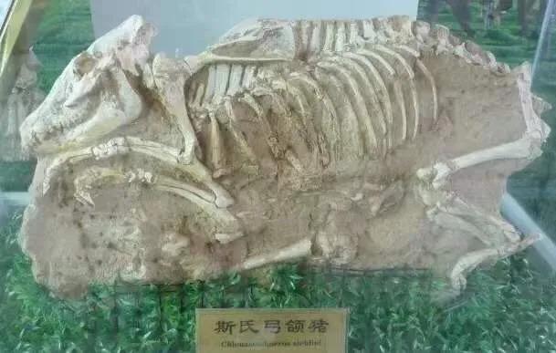 中国古代养殖业史,中国古代畜牧业发展历程