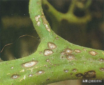 如何防治番茄黑斑病,番茄斑枯病最佳配方