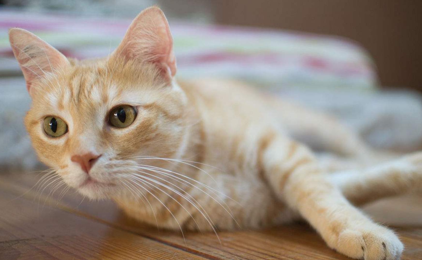 喵星人为什么爱趴在汪星人身上,喵星人偷偷睡觉