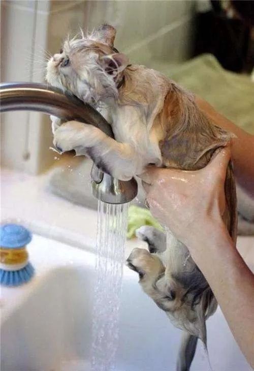 冬天给猫咪洗澡需要注意什么,鸽子冬天洗澡需要注意什么