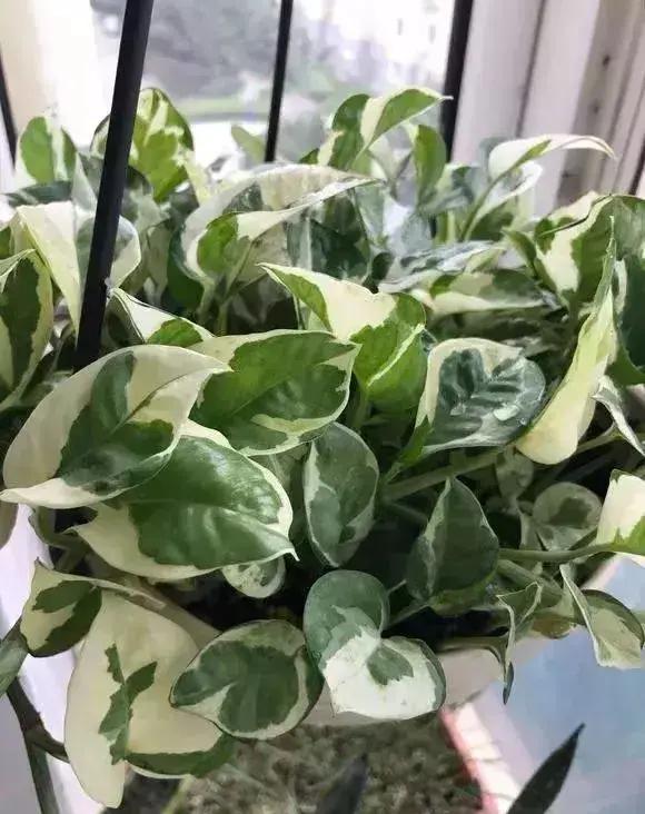 净化空气吸甲醛最好的花排名,什么花净化甲醛效果好