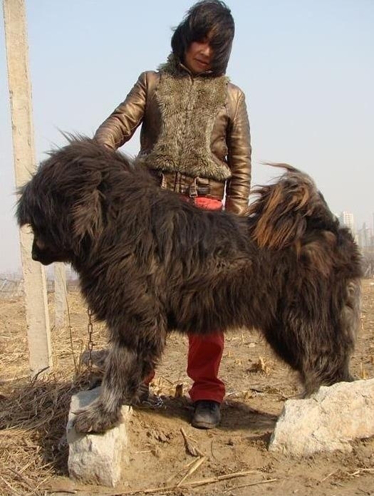 十只藏獒一只老虎能顶多久,一只老虎能战斗几只藏獒