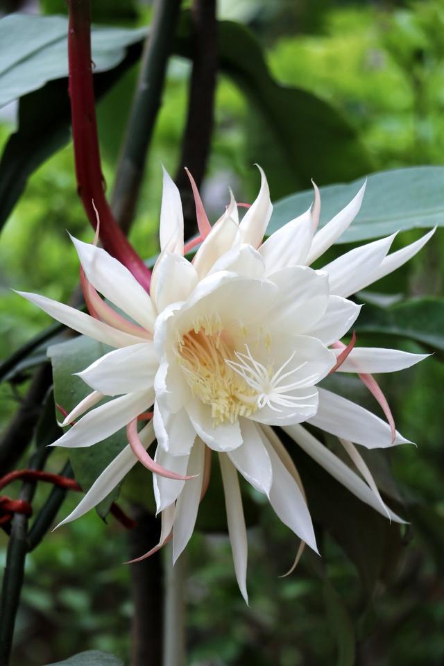 琼花能开多久,琼花为什么在晚上开