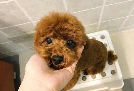 纯种泰迪犬性格及介绍,纯种泰迪犬串串