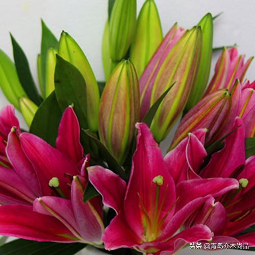 小白开花店应该先怎么入手,小白开花店从哪里做起